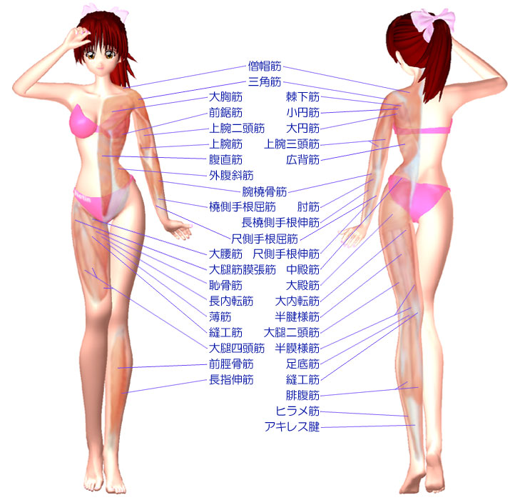 人体筋肉図 ツインビート２ Ems専門店 By Netin